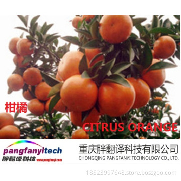 Healthy Fresh  Sour-sweet  Self-planted Navel Orange